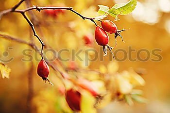 Similar – Image, Stock Photo rose hip Environment