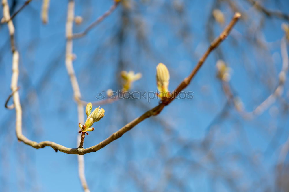 Similar – Foto Bild Vorfrühling Frucht Natur