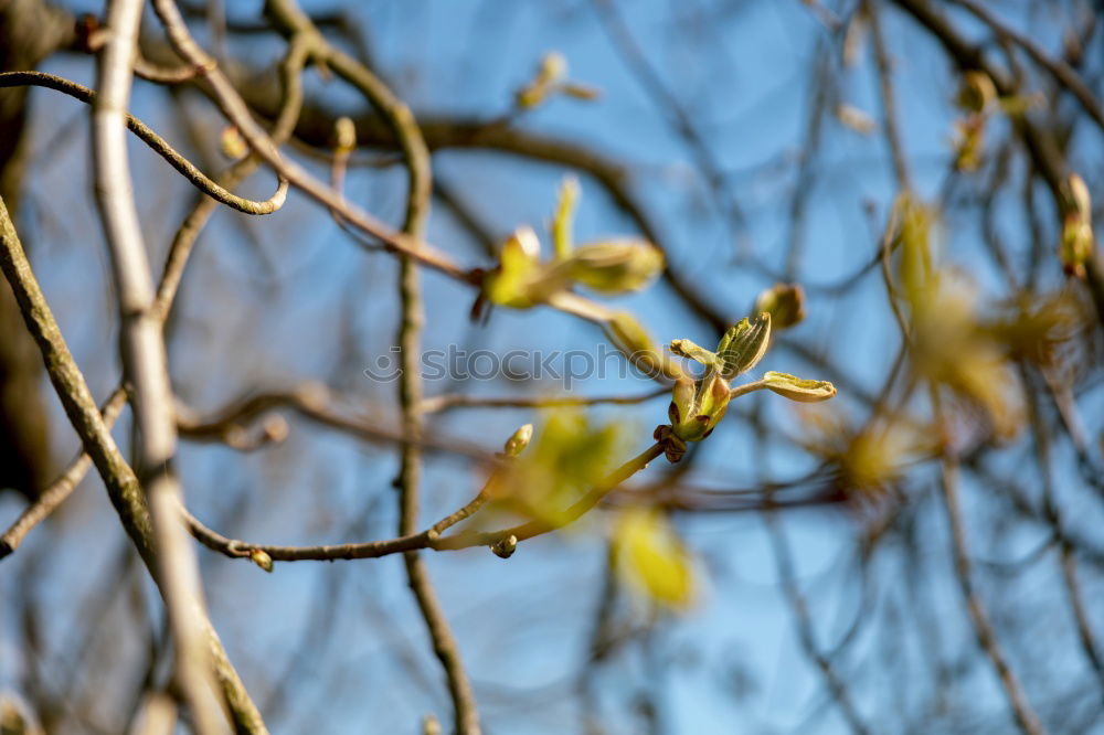 Foto Bild Ansichten eines Baums