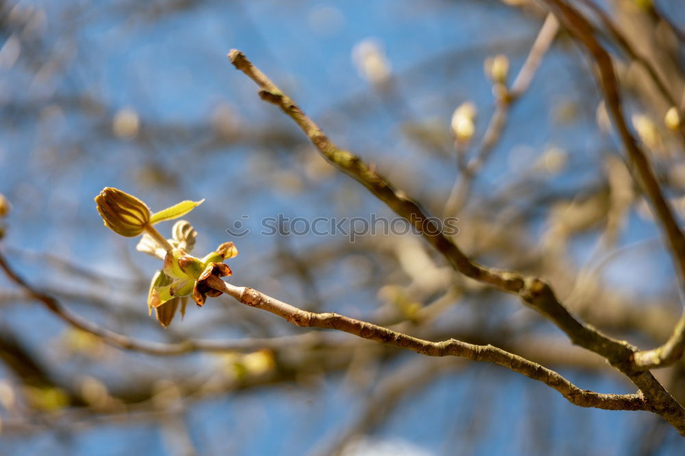 Similar – Image, Stock Photo spring lights Environment