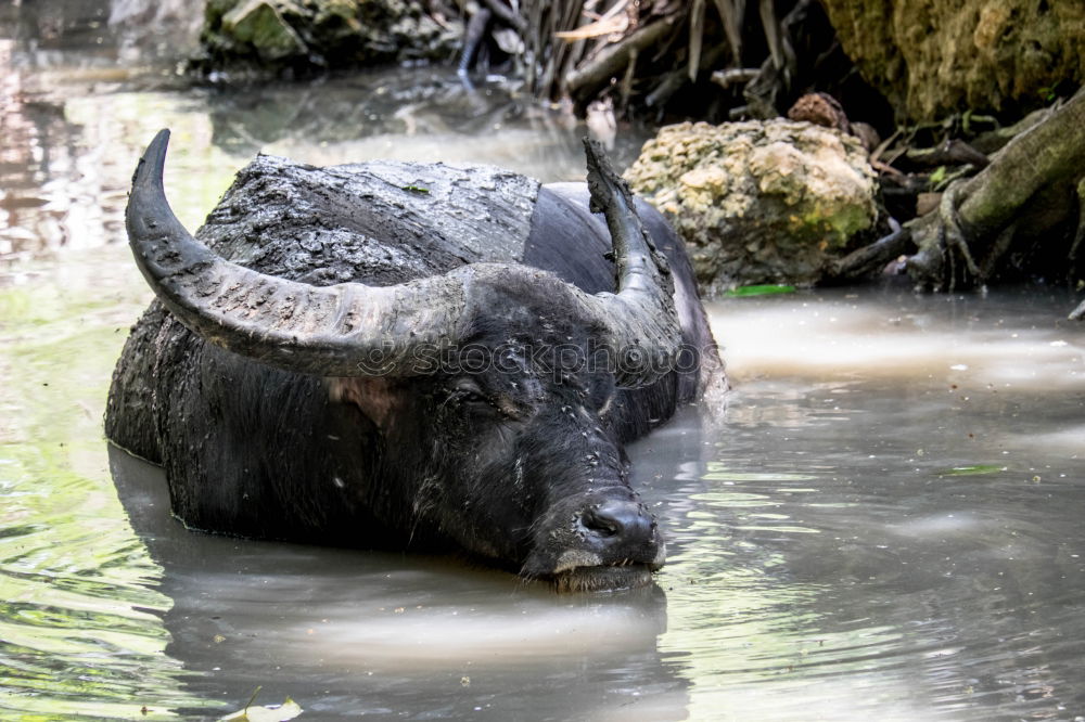 Similar – Wasserfant Freude