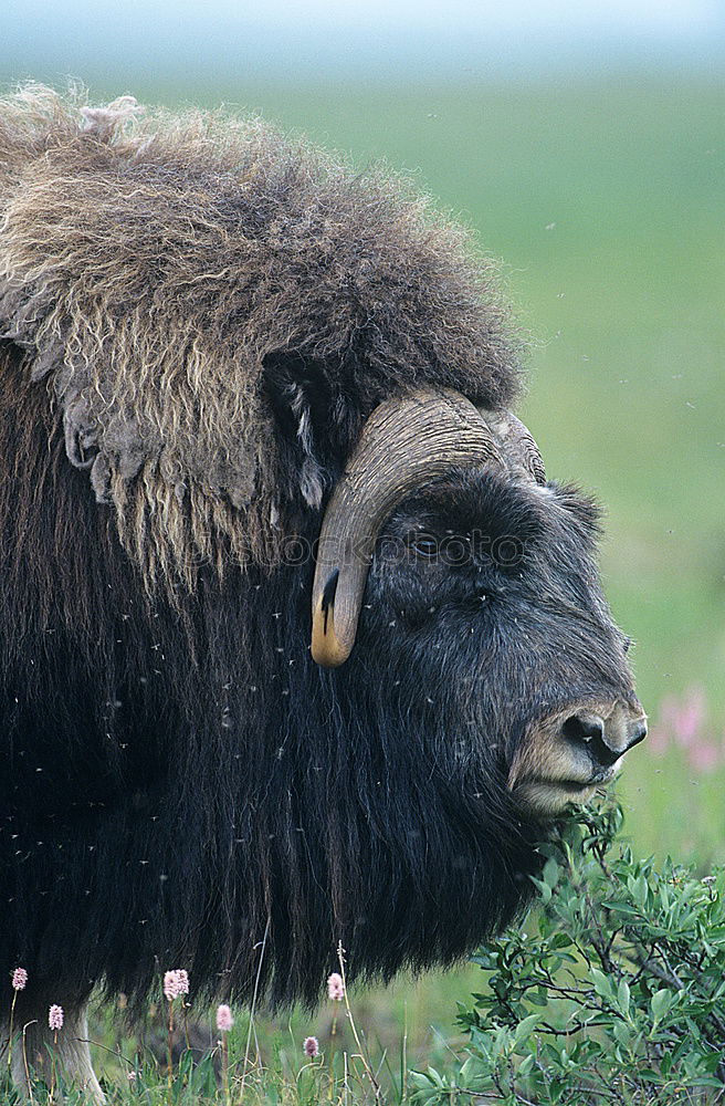 Similar – Wood Bison Animal