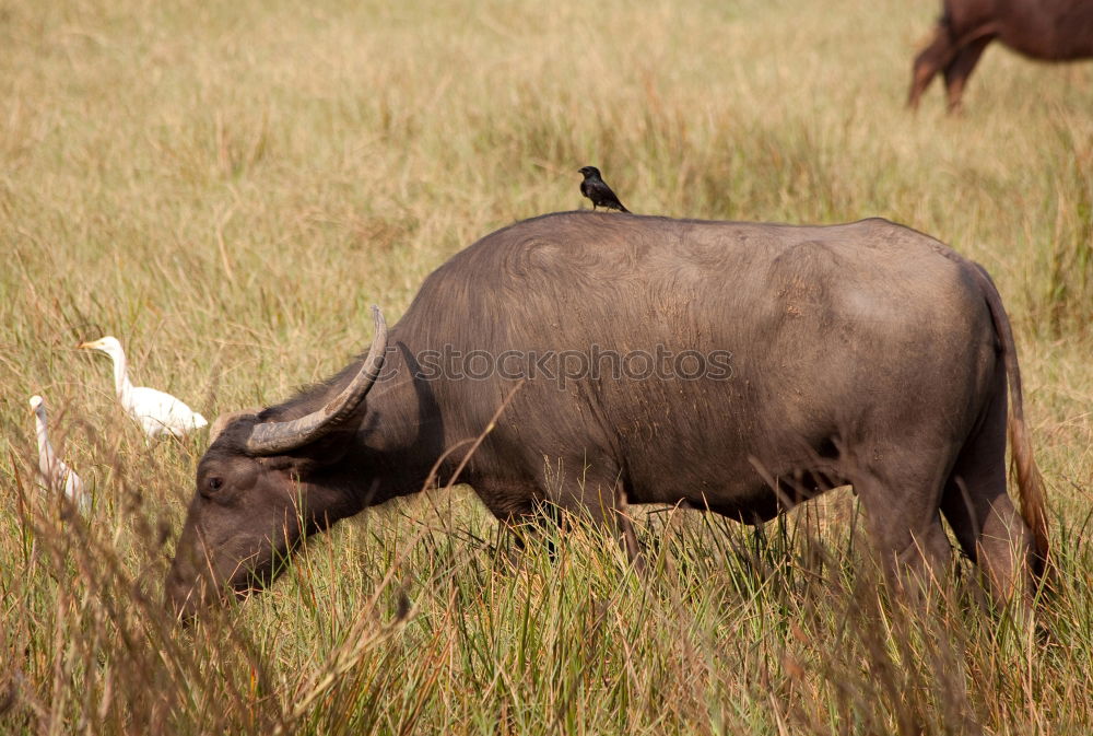 Similar – Image, Stock Photo water buffalo Nature