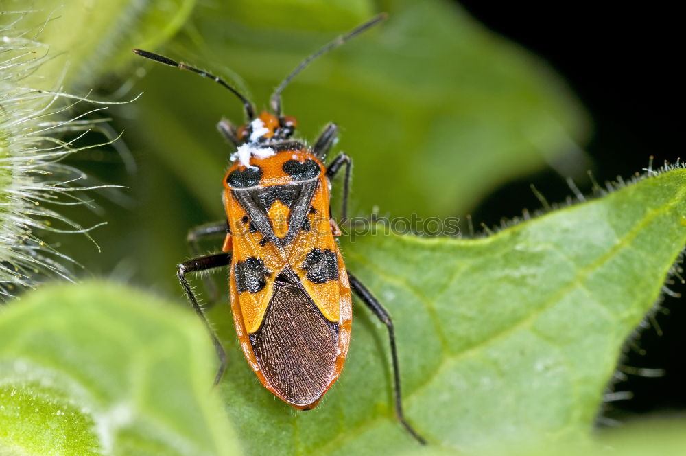 Similar – Schlüpfende Wanzenlarven mit Eiern