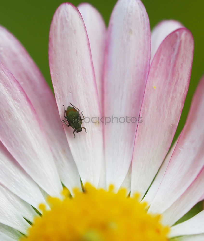 Similar – Image, Stock Photo scorer Nature Plant Flower