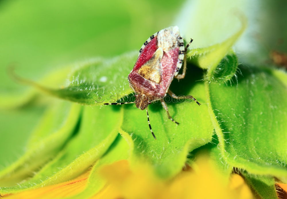 Similar – Ant on green Environment