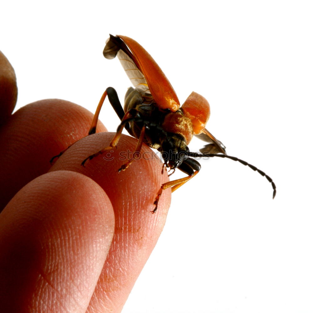 Similar – Child with beetle Garden