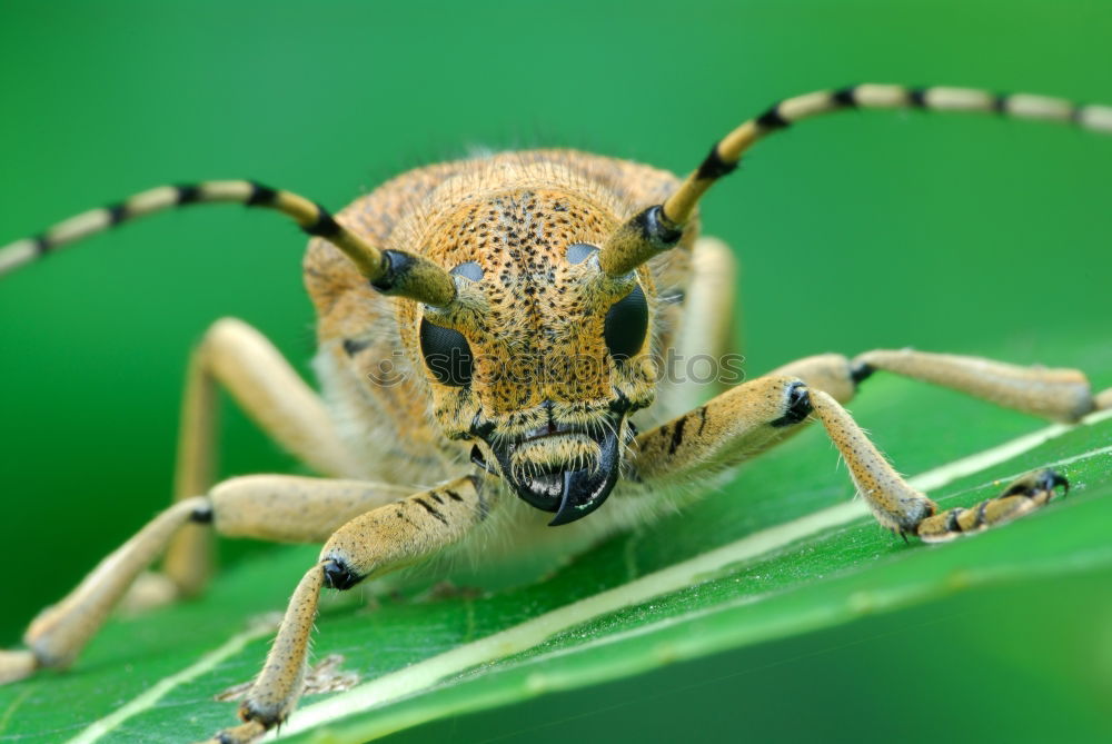 Image, Stock Photo unknown beetle Nature