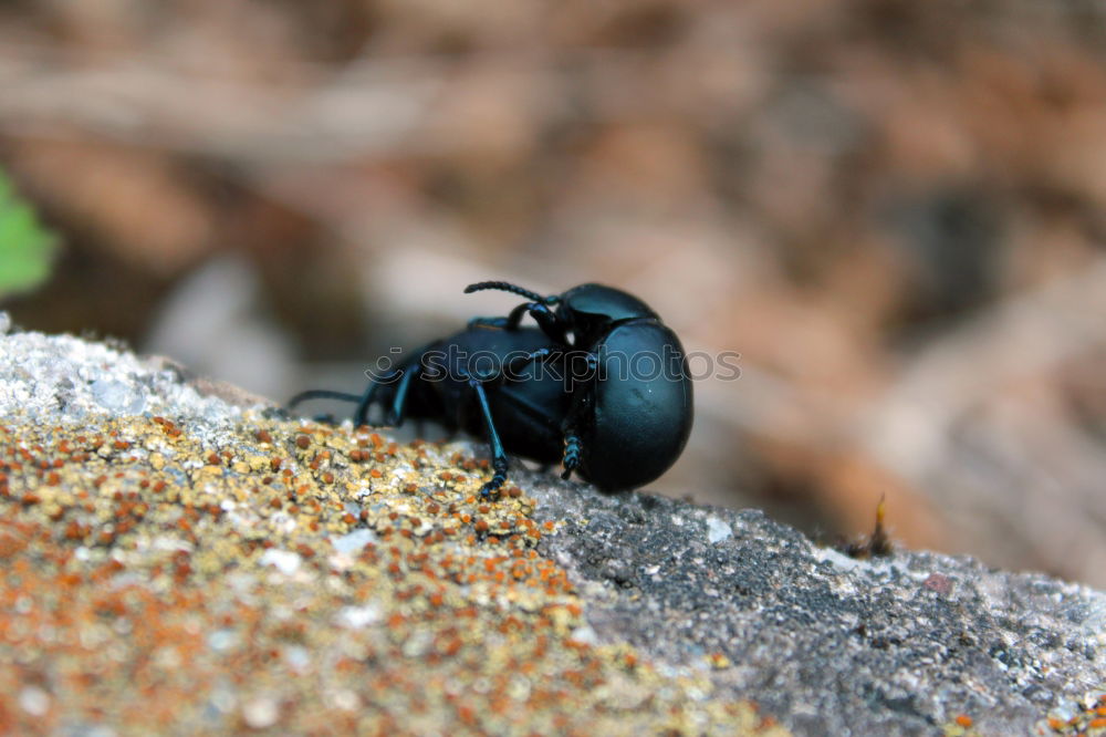 Image, Stock Photo Forest dung beetle on the move