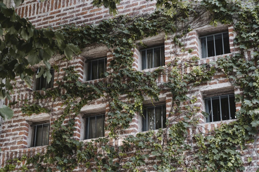 Similar – Foto Bild Ein Haus im Grünen Baum