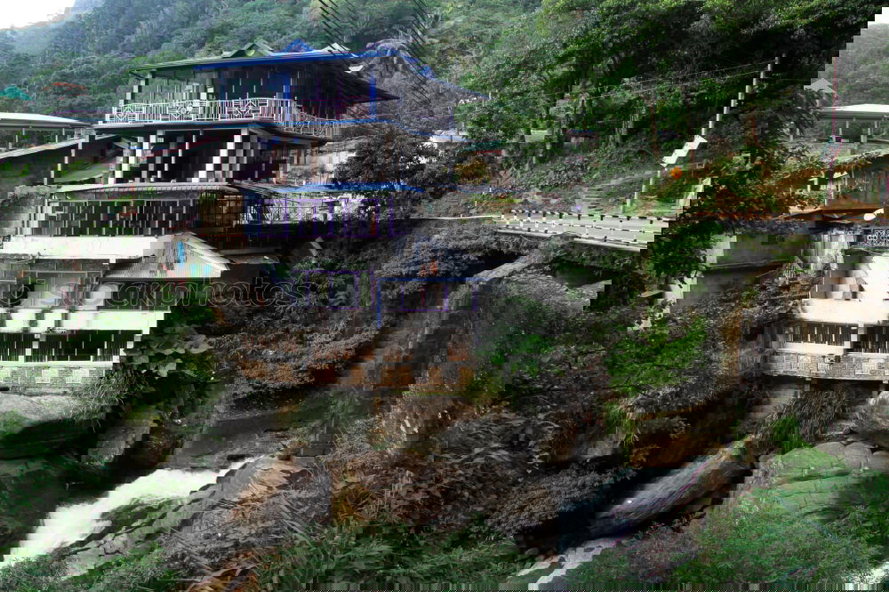 Foto Bild manali cow ruhig