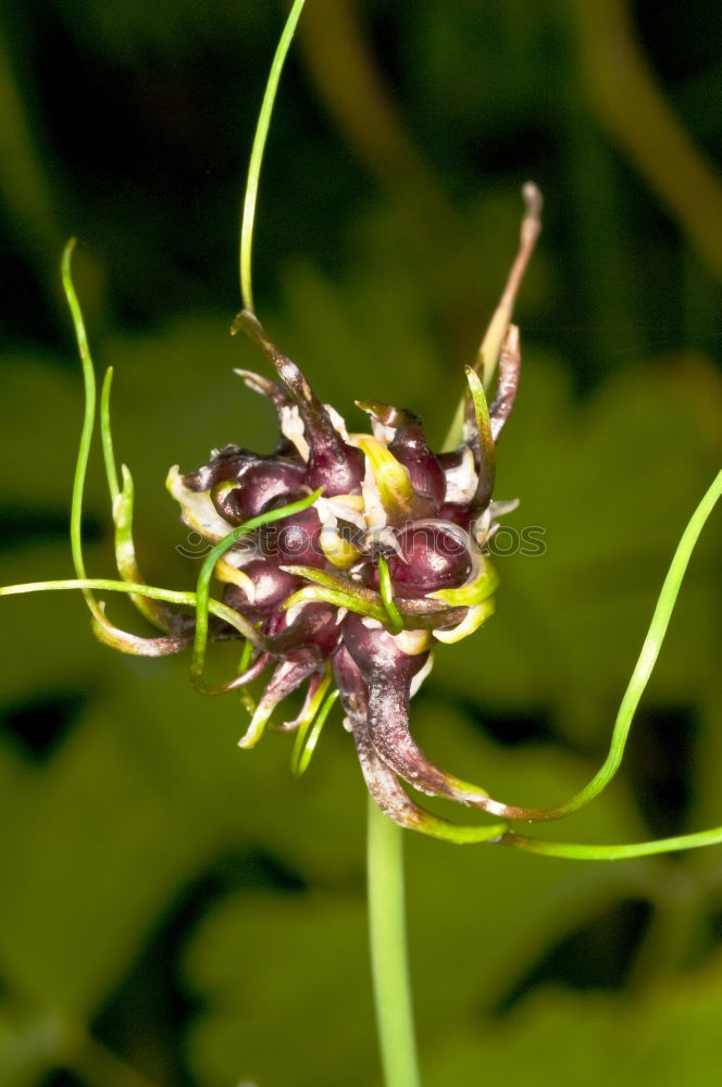 Similar – Passiflora caerulea-racemosa