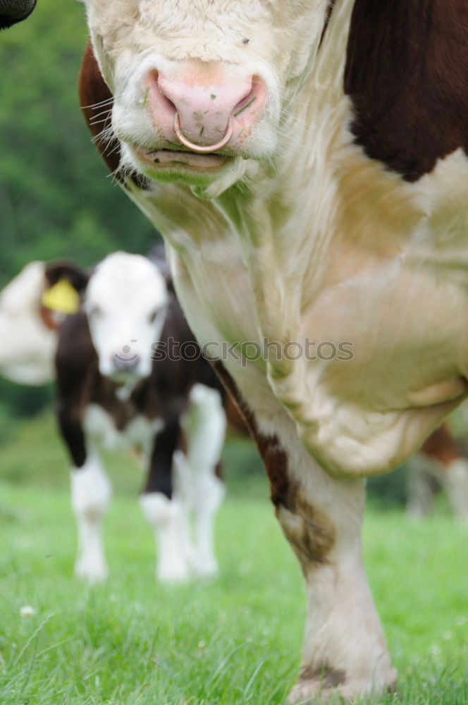 Similar – Image, Stock Photo Get off my lawn! Calf Cow