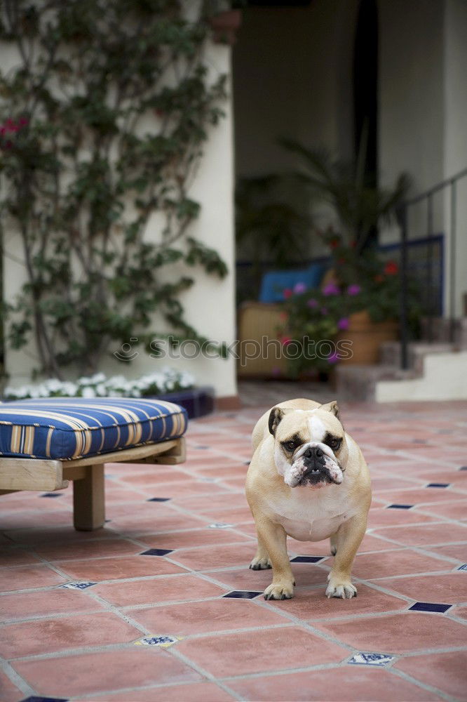 Similar – Image, Stock Photo Dog in front of wall