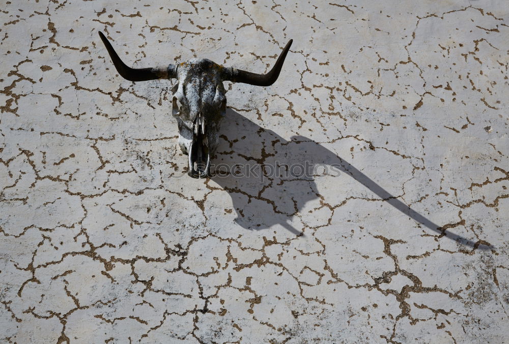 Similar – Foto Bild DoppelDog Schatten Hund