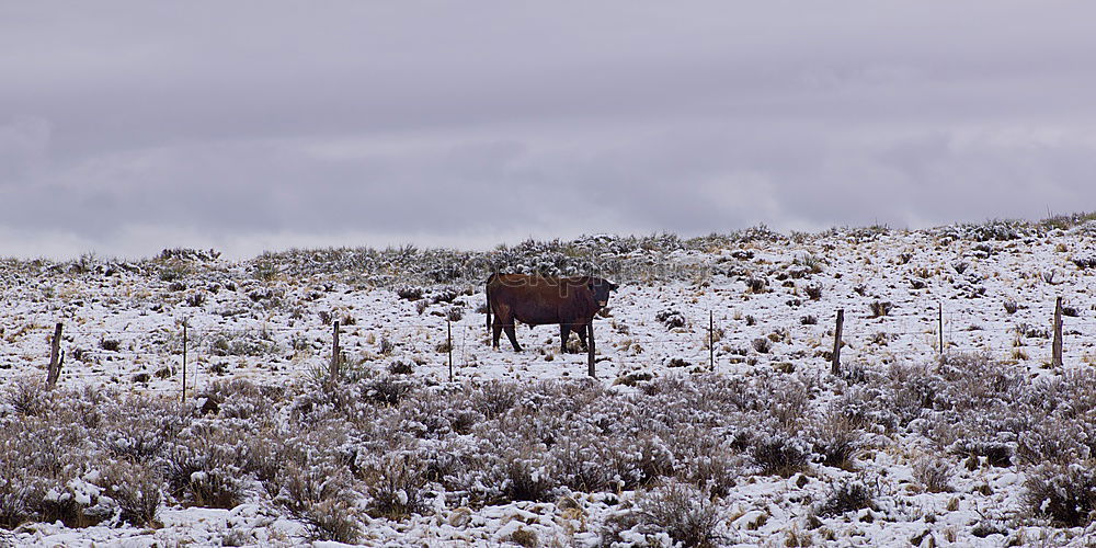 Similar – Image, Stock Photo alone in the cold Nature