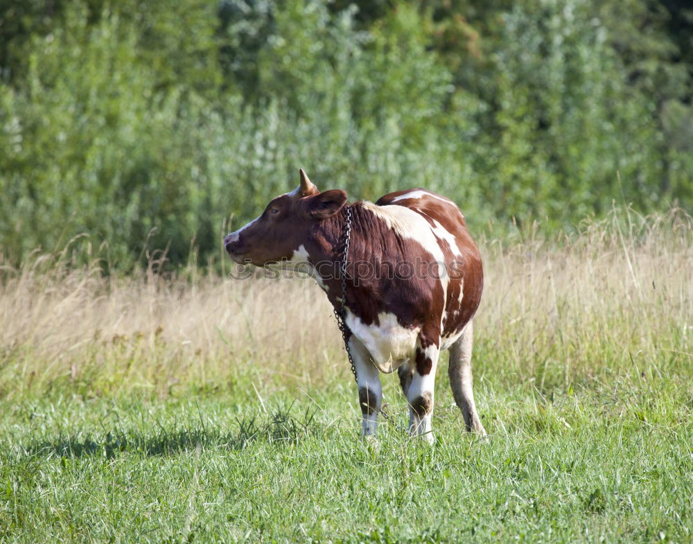 Similar – Image, Stock Photo Cow in the Bavarian Alps