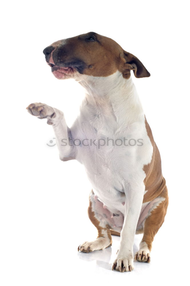 Similar – Jack Russel Terrier Dog Barking with teeth showing