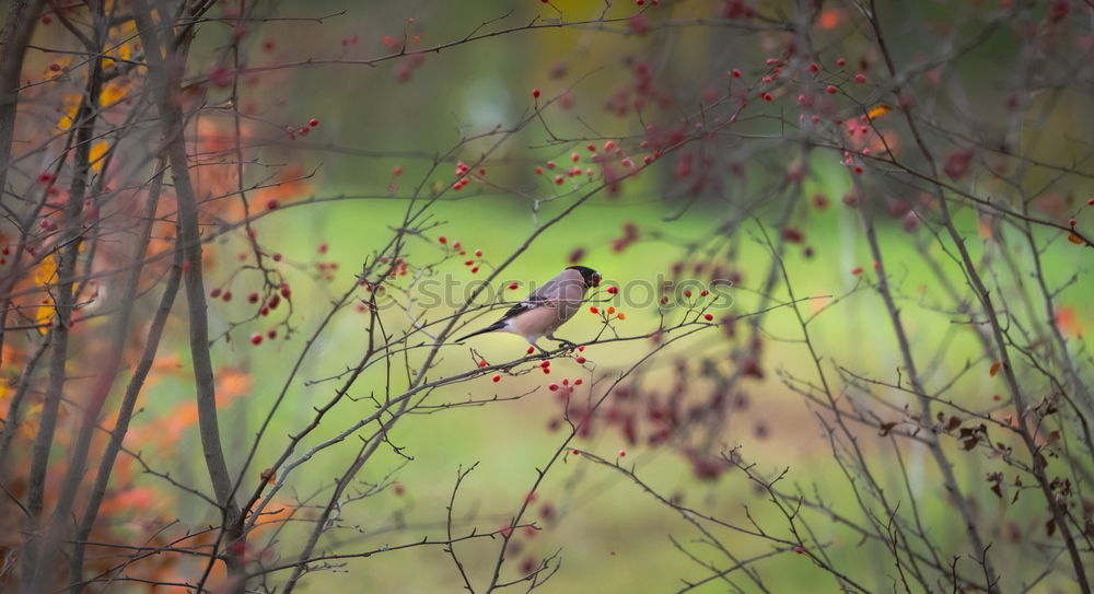 Similar – Round like a sparrow