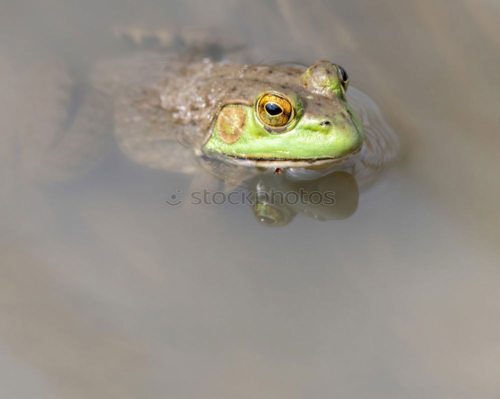 Similar – Big eyes Lakeside Animal