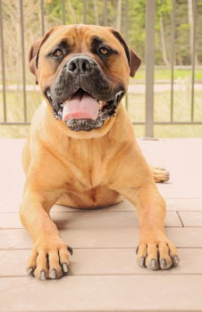 Similar – Image, Stock Photo Continental Bulldog “Cloud”