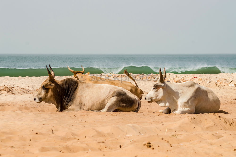 Similar – Image, Stock Photo free dromedary near the sea