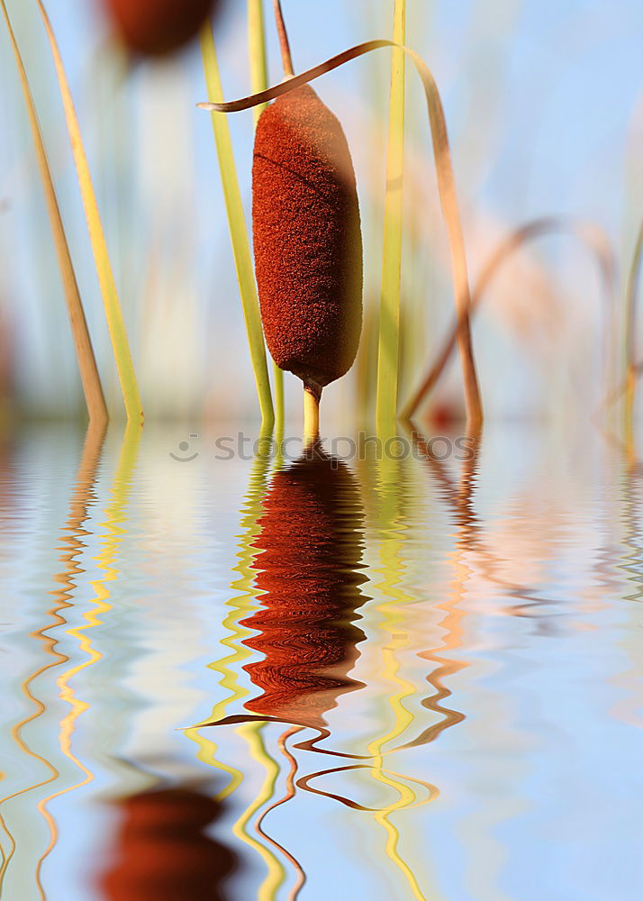 Similar – | | | | Lake Grass Stalk