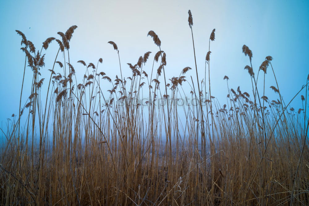 Similar – Image, Stock Photo Grasses in winter with sun