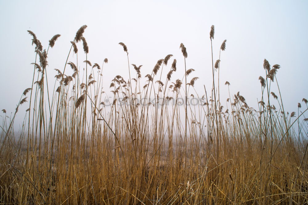 Similar – Image, Stock Photo western beach Wind cripple