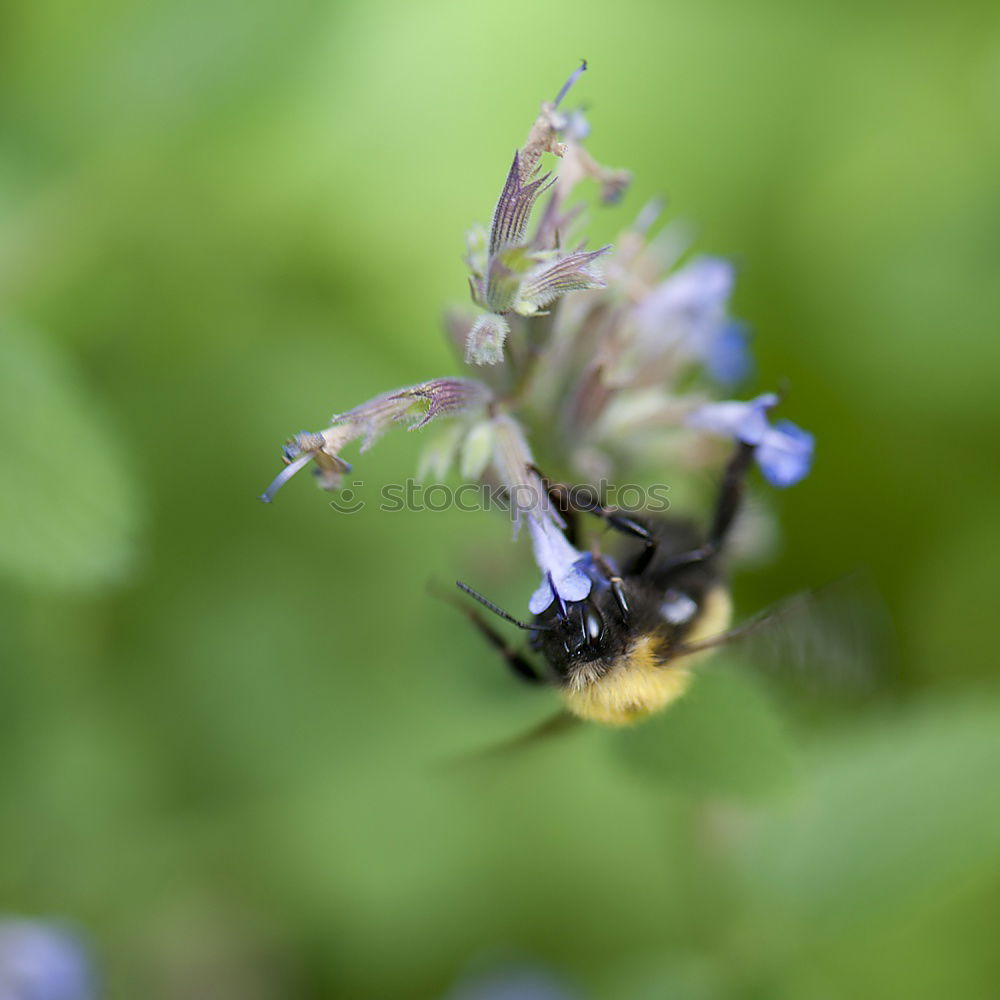 Similar – Delicious this flower nectar