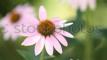 Similar – Image, Stock Photo Gaillardia aristata