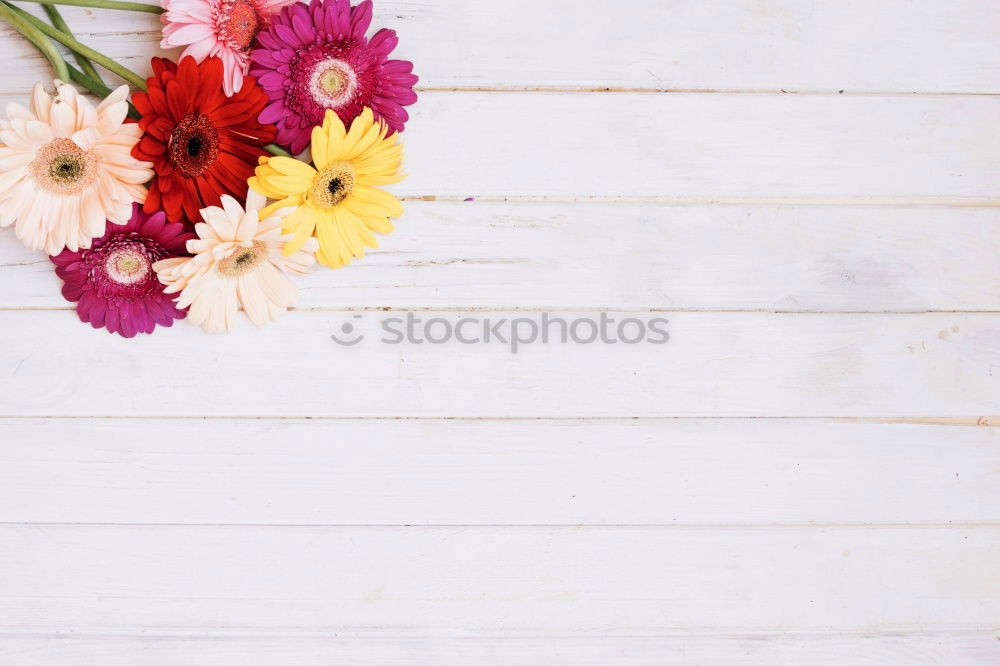 Similar – Female hands hold flowers pot