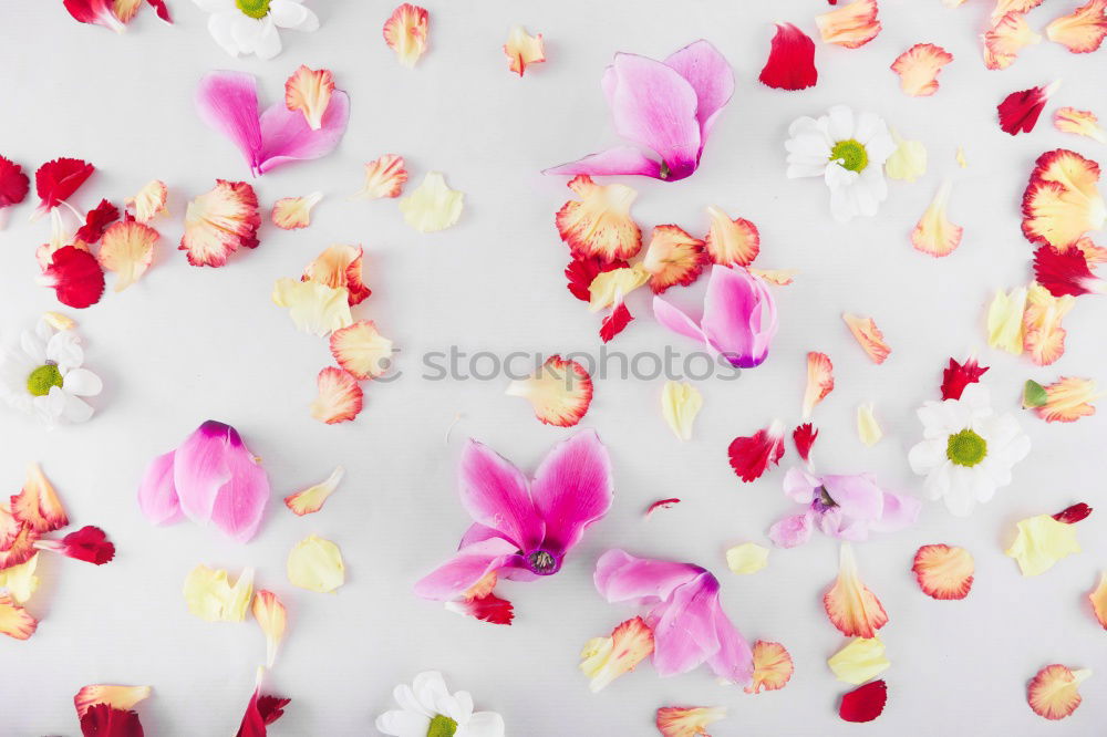 Similar – Image, Stock Photo Female hands hold lily flowers