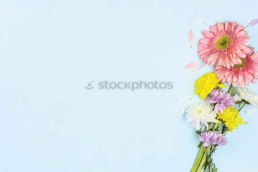 Similar – Beautiful ranunculus flowers on light blue background