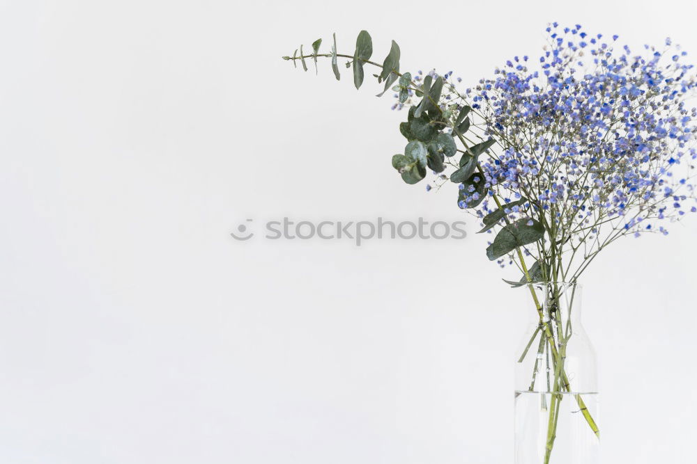 Similar – Pansy bundles of flowers