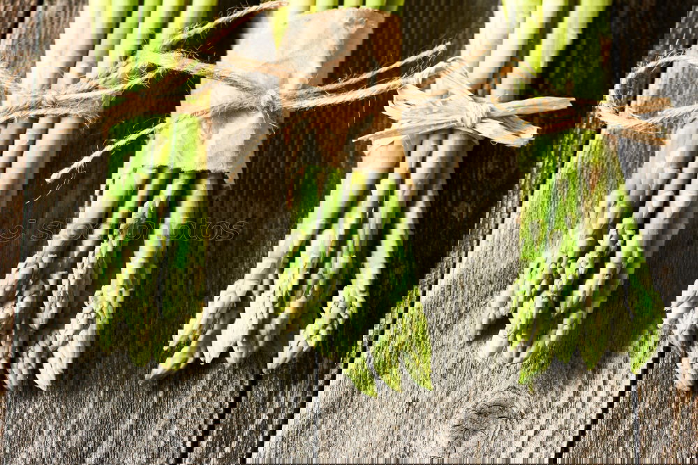 Similar – Image, Stock Photo Children’s hands holding pole beans