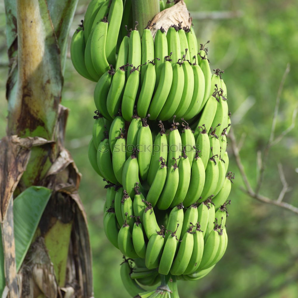 Similar – banana Banana Bushes Green