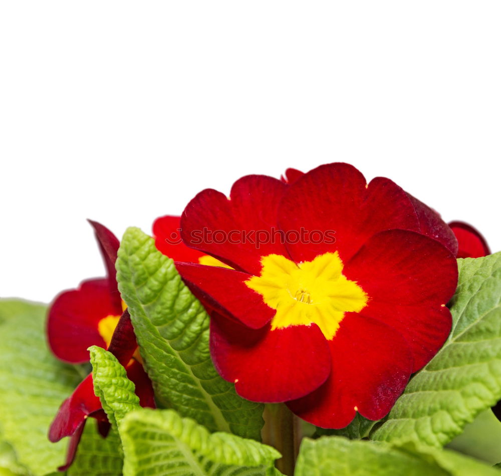 Similar – Yellow primroses on red wooden table