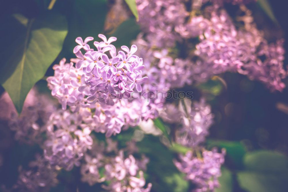 Similar – Image, Stock Photo Confit with flowers and bread