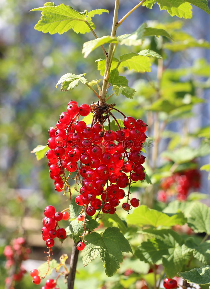 Similar – Image, Stock Photo currants Plant Redcurrant