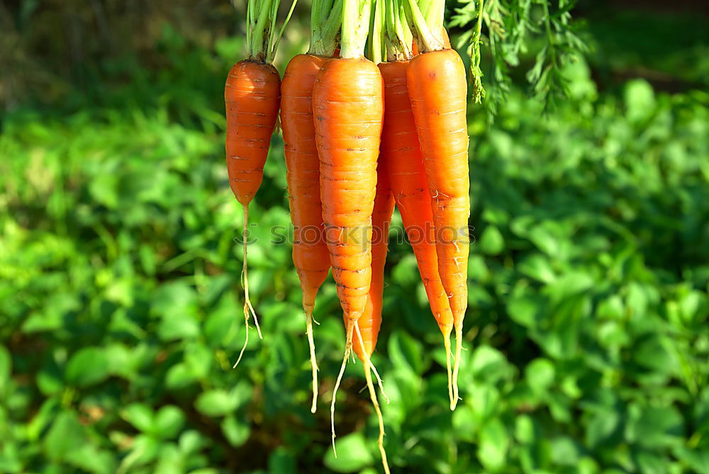 Similar – Image, Stock Photo Parsley, Pertersilie…