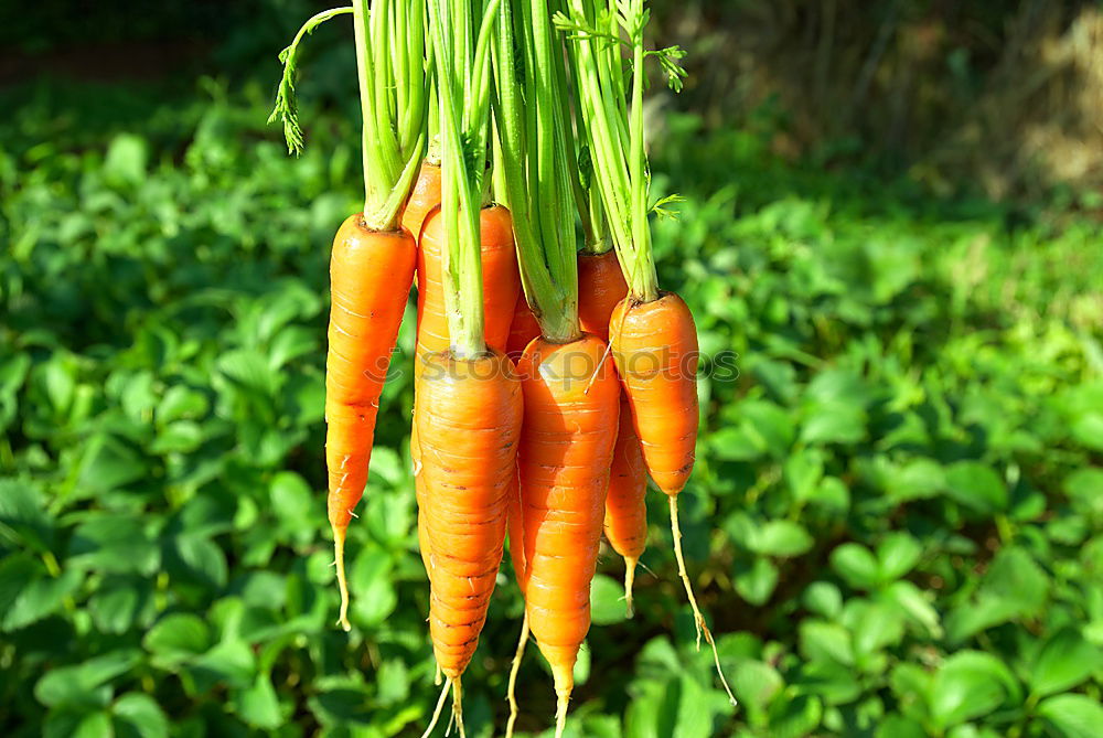 Similar – carrot Food Nutrition