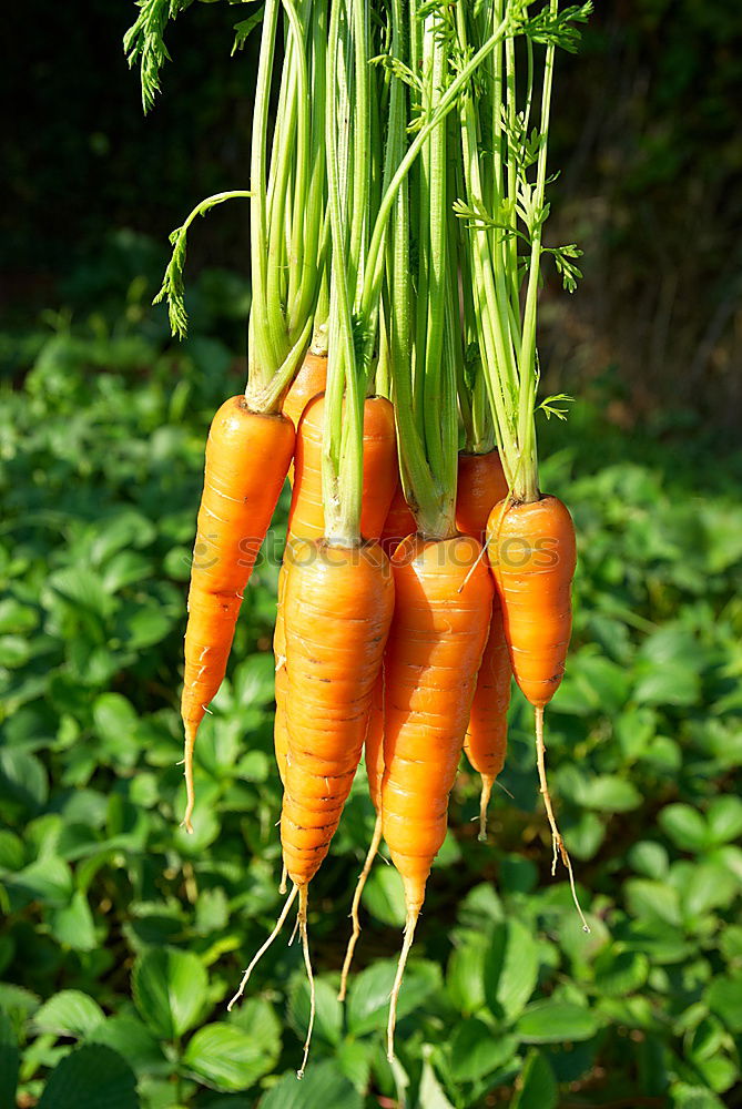 Similar – carrot Food Nutrition