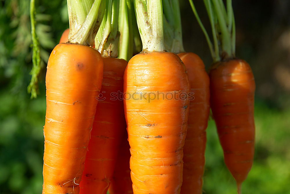 Similar – Fresh carrots Vegetable