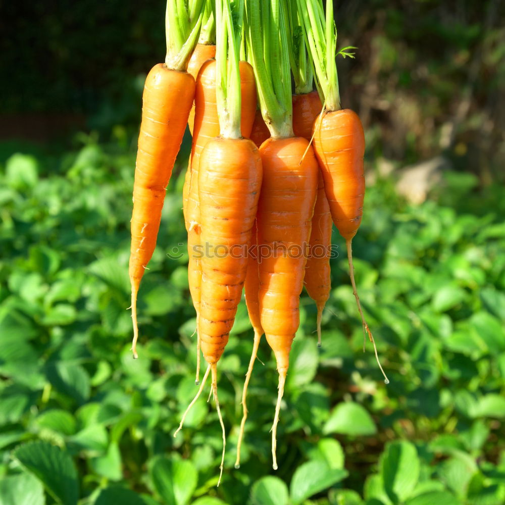 Similar – Image, Stock Photo Parsley, Pertersilie…