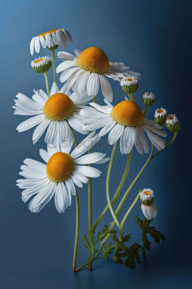 Similar – Image, Stock Photo beautiful daisy flower