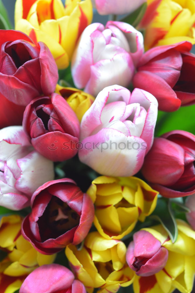 Similar – Foto Bild Tulpen ohne Ende Blume