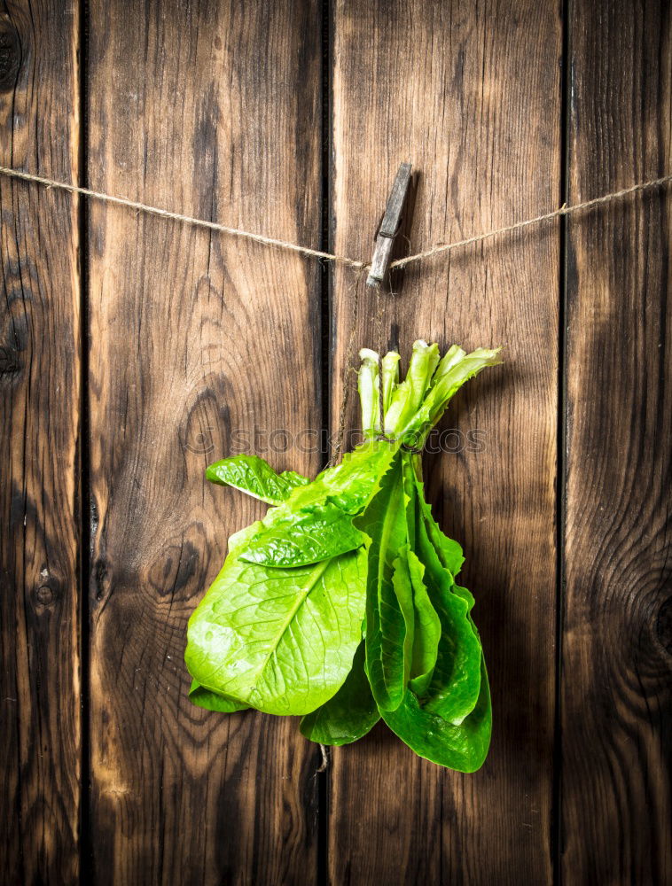 fresh green spinach