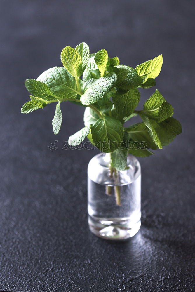 Similar – Sage bundle in glass on wood background