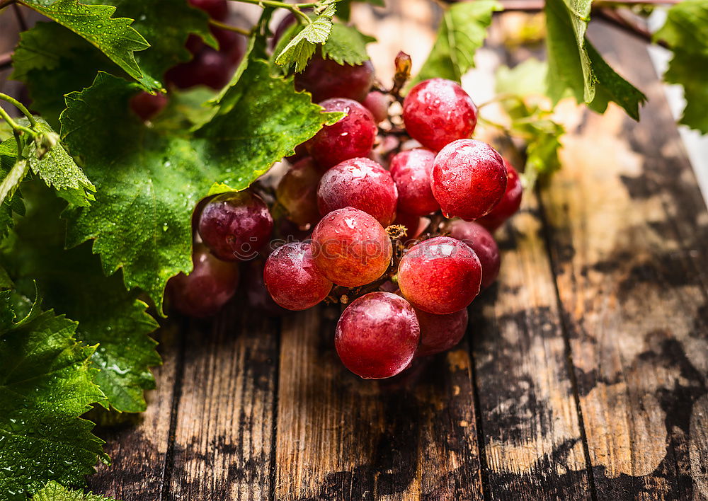 Image, Stock Photo harvest grapes Food Fruit